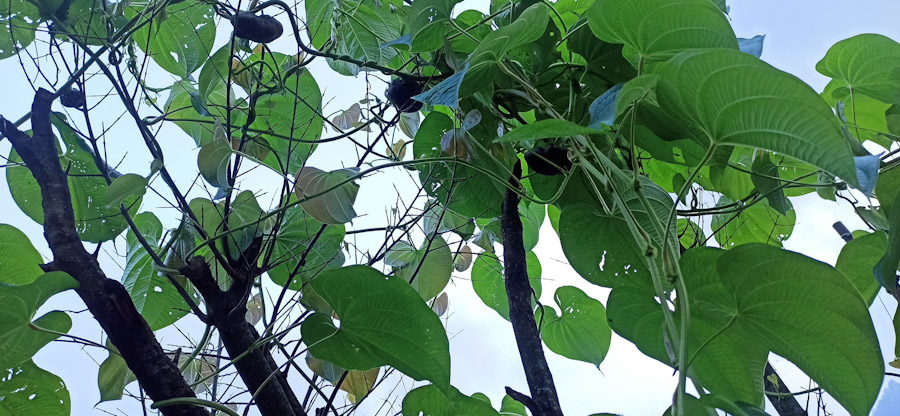 Dioscorea bulbifera